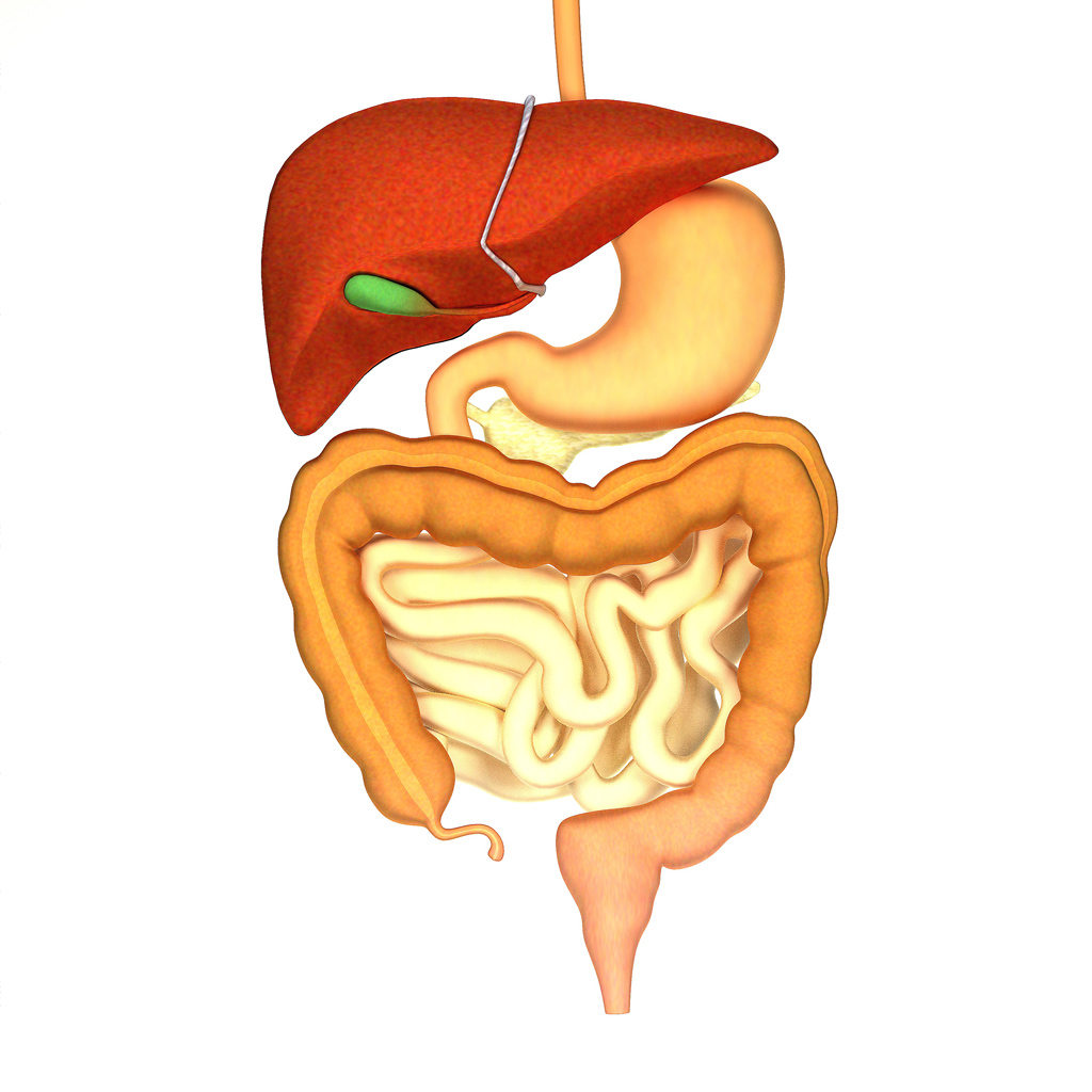 illustration of digestive system
